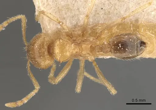 Lophomyrmex quadrispinosus specimen CASENT0908880 image casent0908880_1
