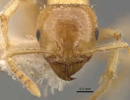 Lophomyrmex quadrispinosus specimen CASENT0908880 image casent0908880_2