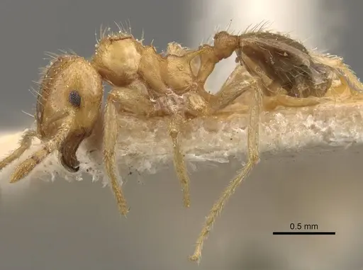 Lophomyrmex quadrispinosus specimen CASENT0908880 image casent0908880_3
