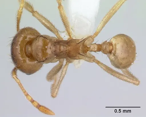 Lophomyrmex striatulus specimen CASENT0178843 image casent0178843_1