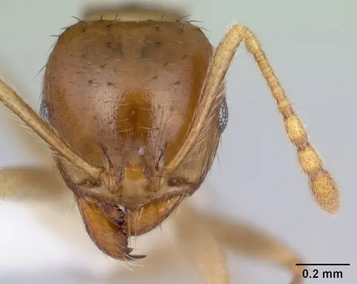 Lophomyrmex striatulus specimen CASENT0178843 image casent0178843_2