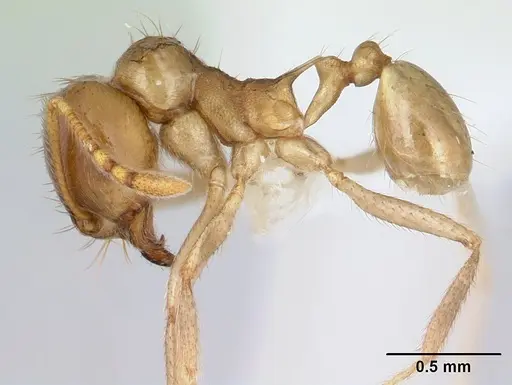 Lophomyrmex striatulus specimen CASENT0178843 image casent0178843_3