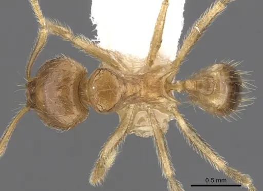 Lophomyrmex striatulus specimen CASENT0901268 image casent0901268_1
