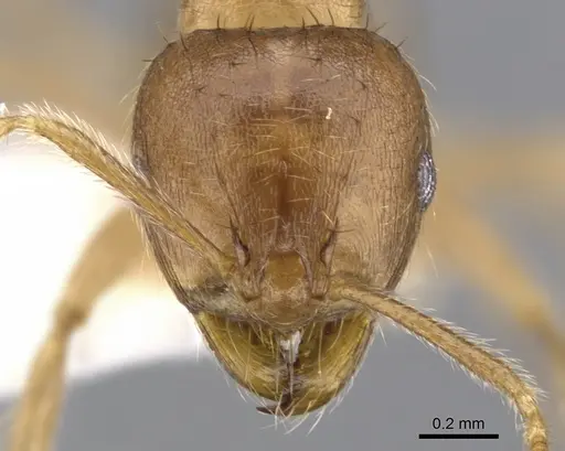 Lophomyrmex striatulus specimen CASENT0901268 image casent0901268_2