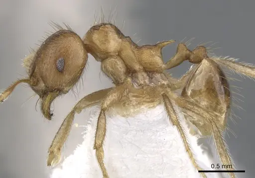 Lophomyrmex striatulus specimen CASENT0901268 image casent0901268_3
