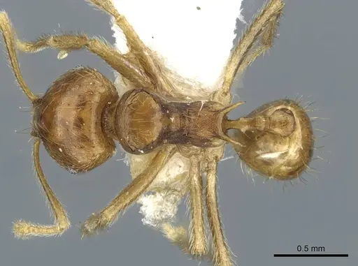 Lophomyrmex striatulus specimen CASENT0911192 image casent0911192_1