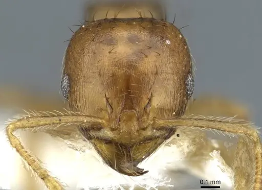 Lophomyrmex striatulus specimen CASENT0911192 image casent0911192_2