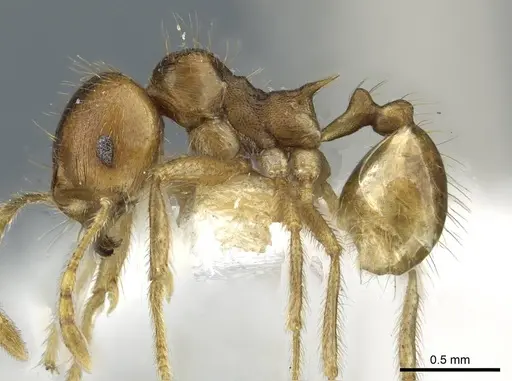 Lophomyrmex striatulus specimen CASENT0911192 image casent0911192_3