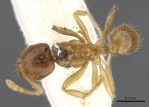 Lophomyrmex taivanae specimen CASENT0901263 image casent0901263_1