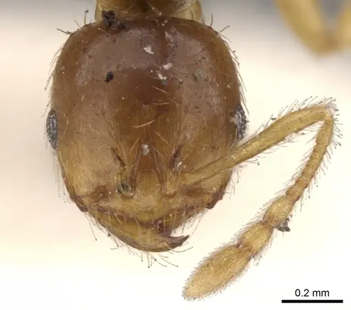 Lophomyrmex taivanae specimen CASENT0901263 image casent0901263_2