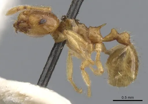Lophomyrmex taivanae specimen CASENT0901263 image casent0901263_3