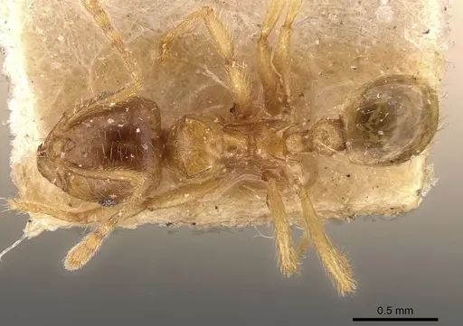 Lophomyrmex taivanae specimen CASENT0908881 image casent0908881_1