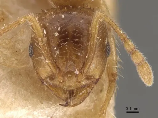 Lophomyrmex taivanae specimen CASENT0908881 image casent0908881_2
