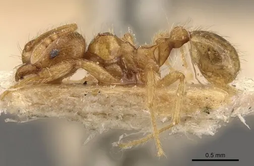 Lophomyrmex taivanae specimen CASENT0908881 image casent0908881_3
