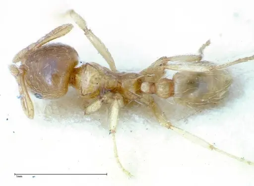 Lophomyrmex taivanae specimen FOCOL0298 image focol0298_1