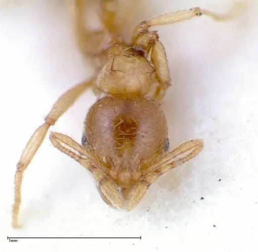 Lophomyrmex taivanae specimen FOCOL0298 image focol0298_2