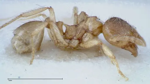 Lophomyrmex taivanae specimen FOCOL0298 image focol0298_3