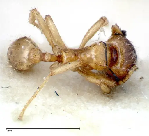 Lophomyrmex taivanae specimen FOCOL0299 image focol0299_1