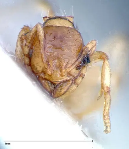Lophomyrmex taivanae specimen FOCOL0299 image focol0299_2