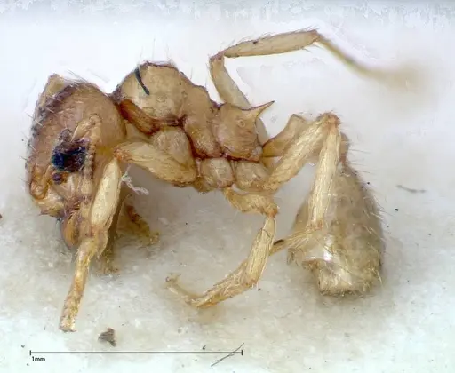 Lophomyrmex taivanae specimen FOCOL0299 image focol0299_3