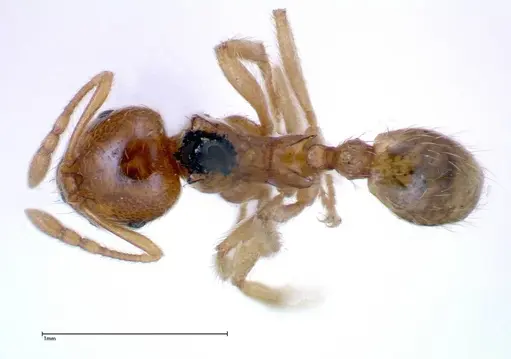 Lophomyrmex taivanae specimen FOCOL0300 image focol0300_1