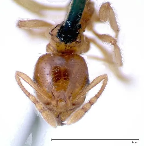 Lophomyrmex taivanae specimen FOCOL0300 image focol0300_2
