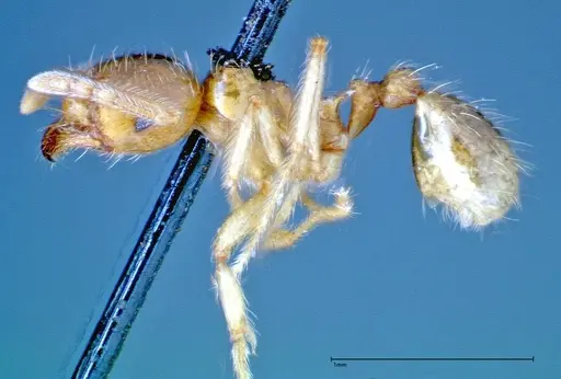 Lophomyrmex taivanae specimen FOCOL0300 image focol0300_3