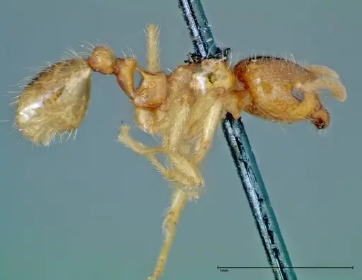 Lophomyrmex taivanae specimen FOCOL0300 image focol0300_4