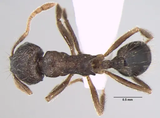 Lophomyrmex terraceensis specimen ANTWEB1008008 image antweb1008008_1