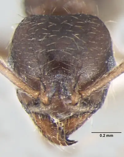 Lophomyrmex terraceensis specimen ANTWEB1008008 image antweb1008008_2