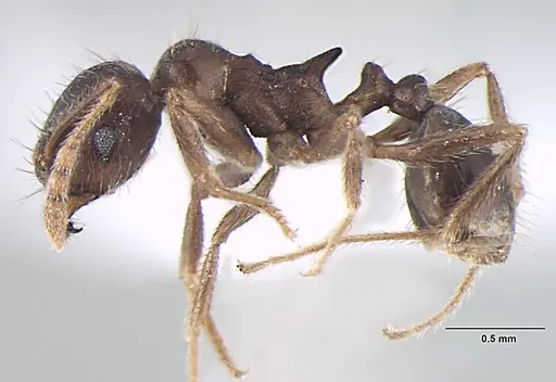 Lophomyrmex terraceensis specimen ANTWEB1008008 image antweb1008008_3