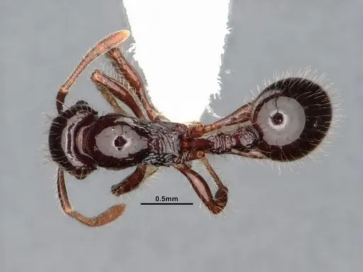 Lordomyrma acuminata specimen CASENT0885463 image casent0885463_1