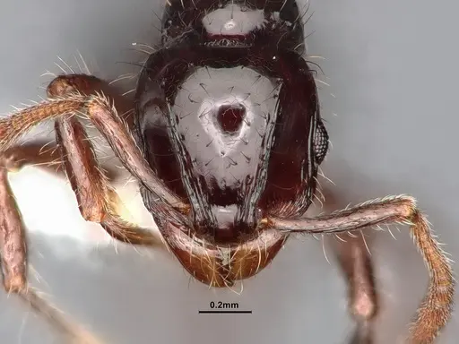 Lordomyrma acuminata specimen CASENT0885463 image casent0885463_2