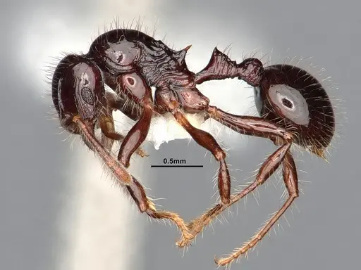 Lordomyrma acuminata specimen CASENT0885463 image casent0885463_3