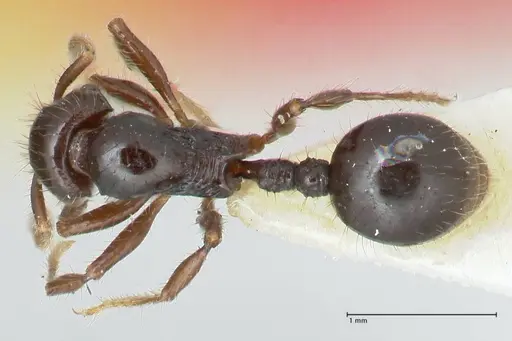 Lordomyrma acuminata specimen FOCOL1966 image focol1966_1