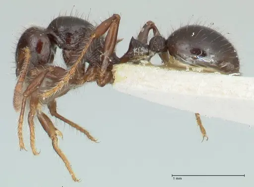 Lordomyrma acuminata specimen FOCOL1966 image focol1966_3