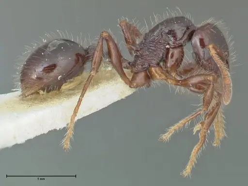 Lordomyrma acuminata specimen FOCOL1966 image focol1966_4