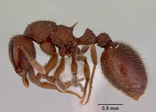 Lordomyrma azumai specimen CASENT0172483 image casent0172483_3