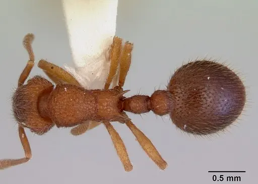 Lordomyrma azumai specimen CASENT0172484 image casent0172484_1