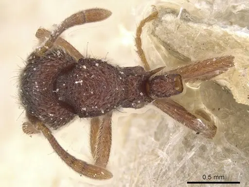 Lordomyrma azumai specimen CASENT0913959 image casent0913959_1