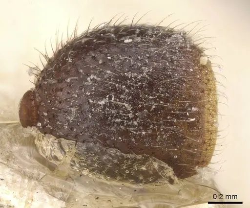 Lordomyrma azumai specimen CASENT0913959 image casent0913959_2