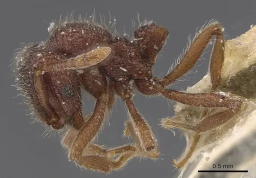 Lordomyrma azumai specimen CASENT0913959 image casent0913959_4