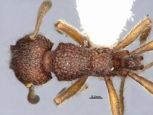 Lordomyrma azumai specimen CASENT4032442 image casent4032442_1