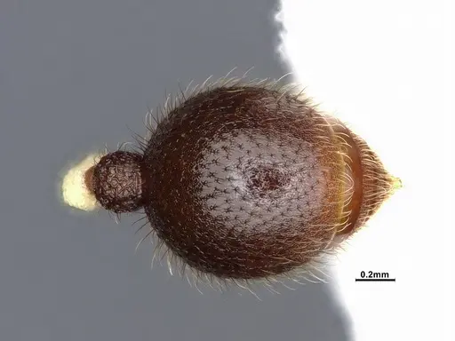 Lordomyrma azumai specimen CASENT4032442 image casent4032442_2