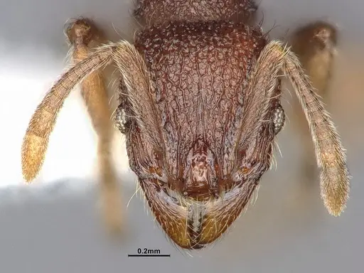 Lordomyrma azumai specimen CASENT4032442 image casent4032442_3