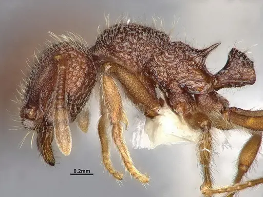Lordomyrma azumai specimen CASENT4032442 image casent4032442_4
