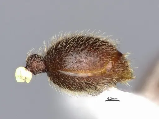 Lordomyrma azumai specimen CASENT4032442 image casent4032442_5