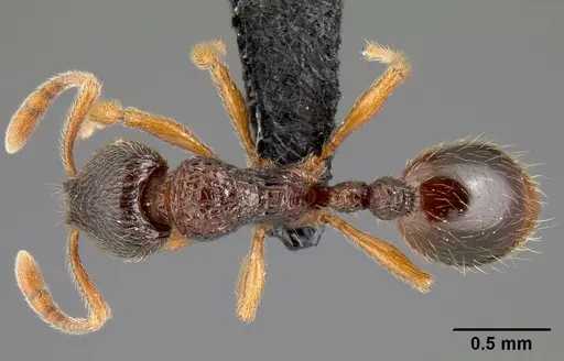 Lordomyrma bhutanensis specimen CASENT0065792 image casent0065792_1
