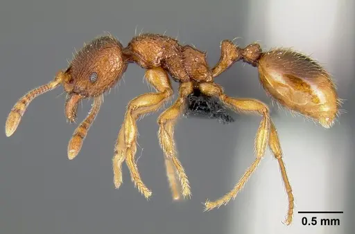 Lordomyrma bhutanensis specimen CASENT0065793 image casent0065793_2