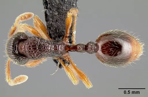 Lordomyrma bhutanensis specimen CASENT0097951 image casent0097951_1